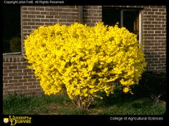 یاس زرد هیبریدی / یاس زرد حاشیه ای